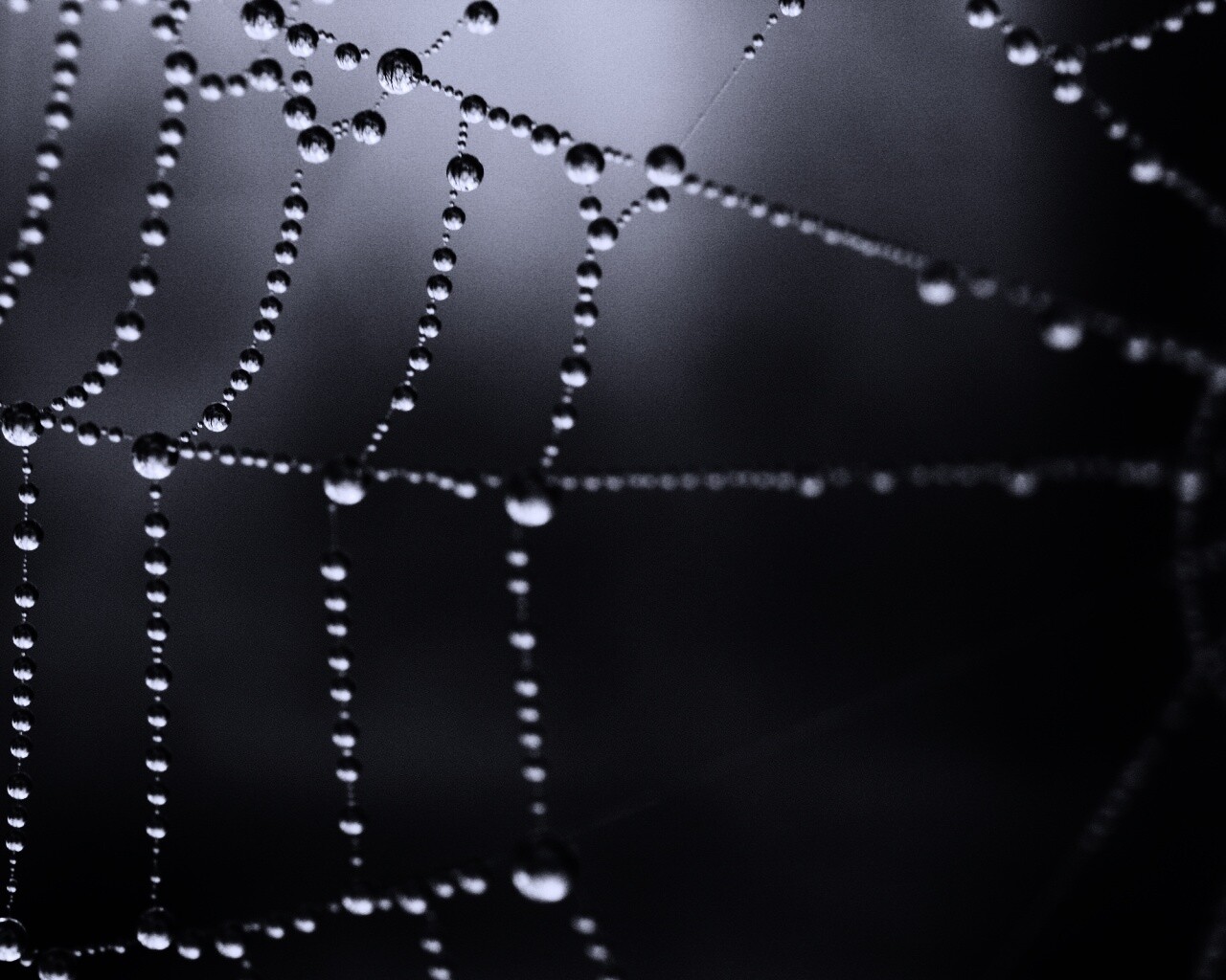Капли на паутине обои