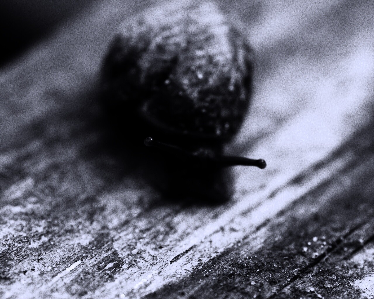 Улитка на ветке обои