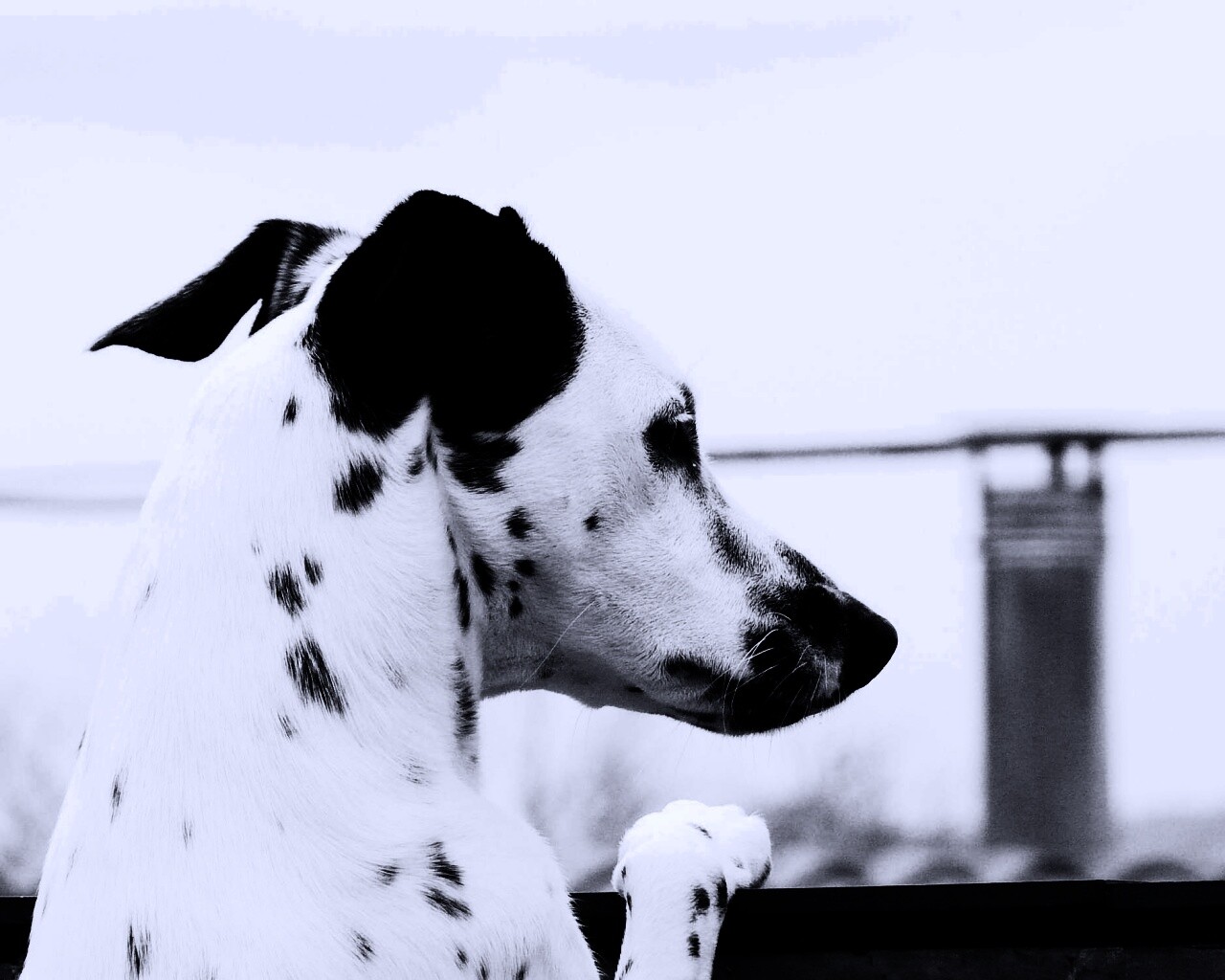 Долматинец смотрит вдаль обои