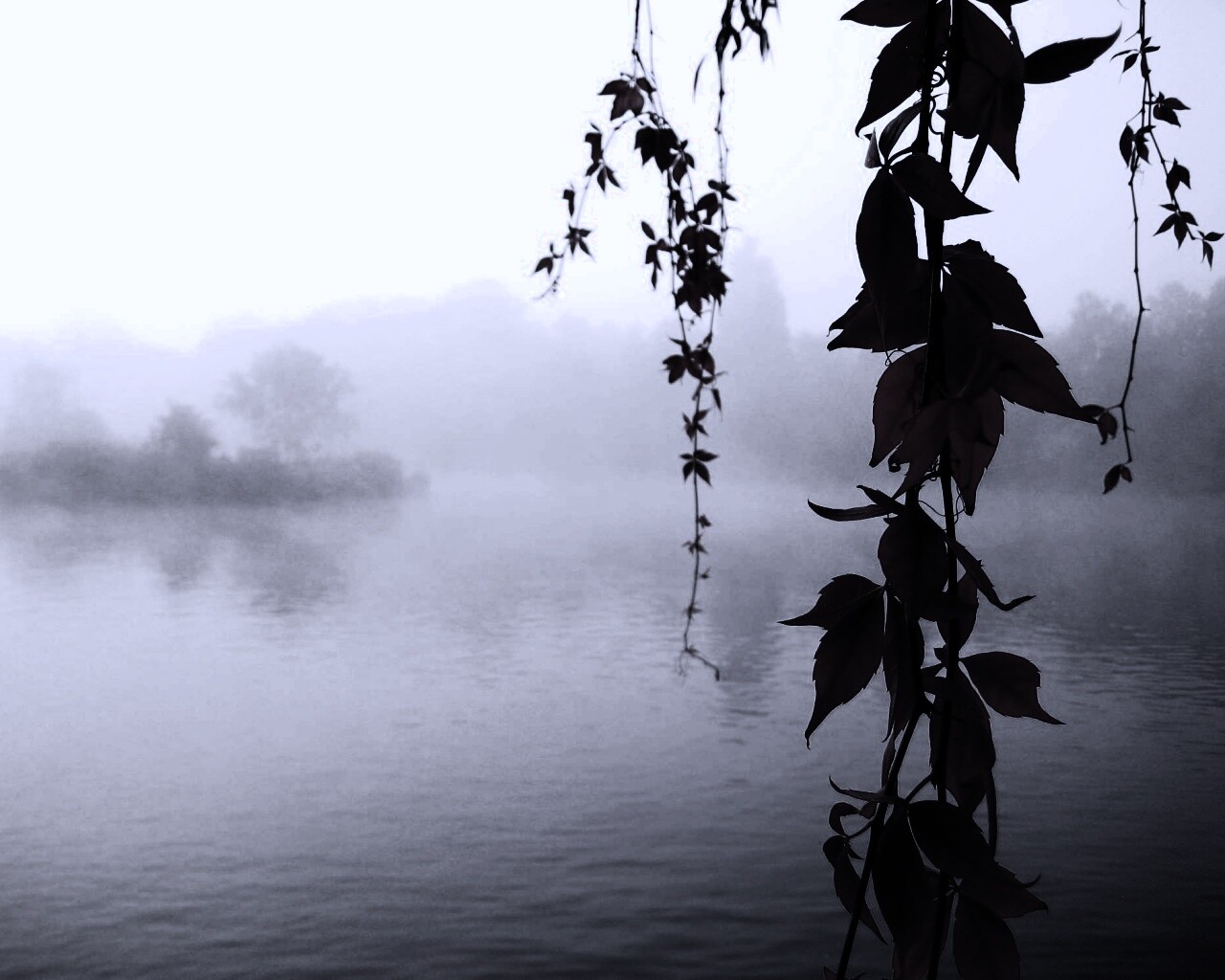 Ветви красного дерева обои