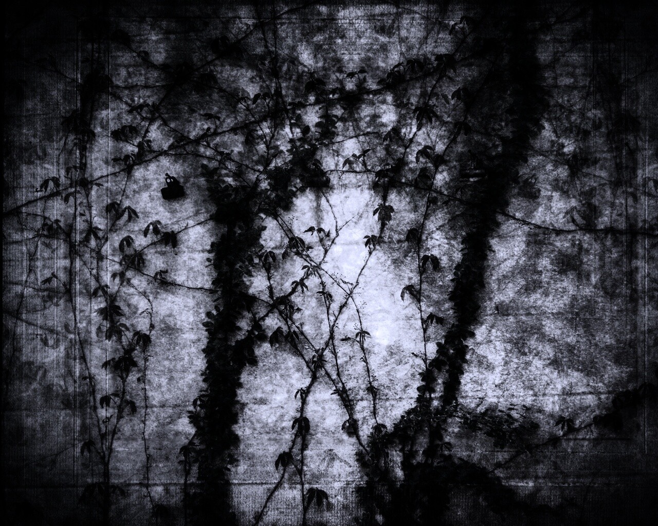 Растение на стене обои