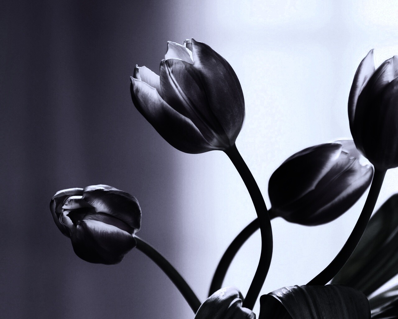 Сиреневые цветы обои