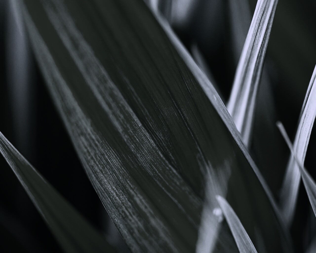 Идеальный кусочек зелени обои