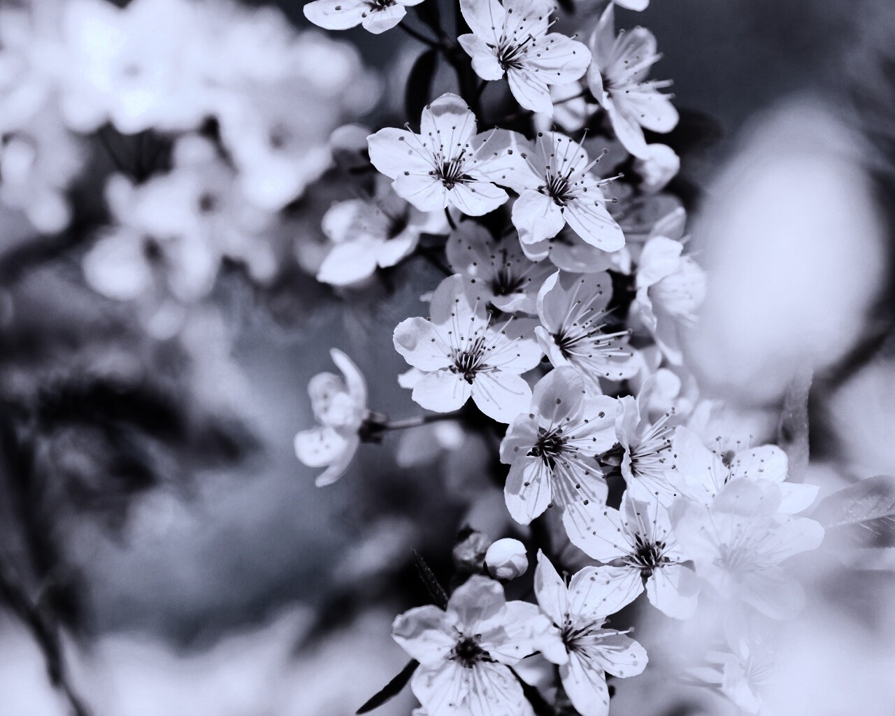 Цветение вишни обои