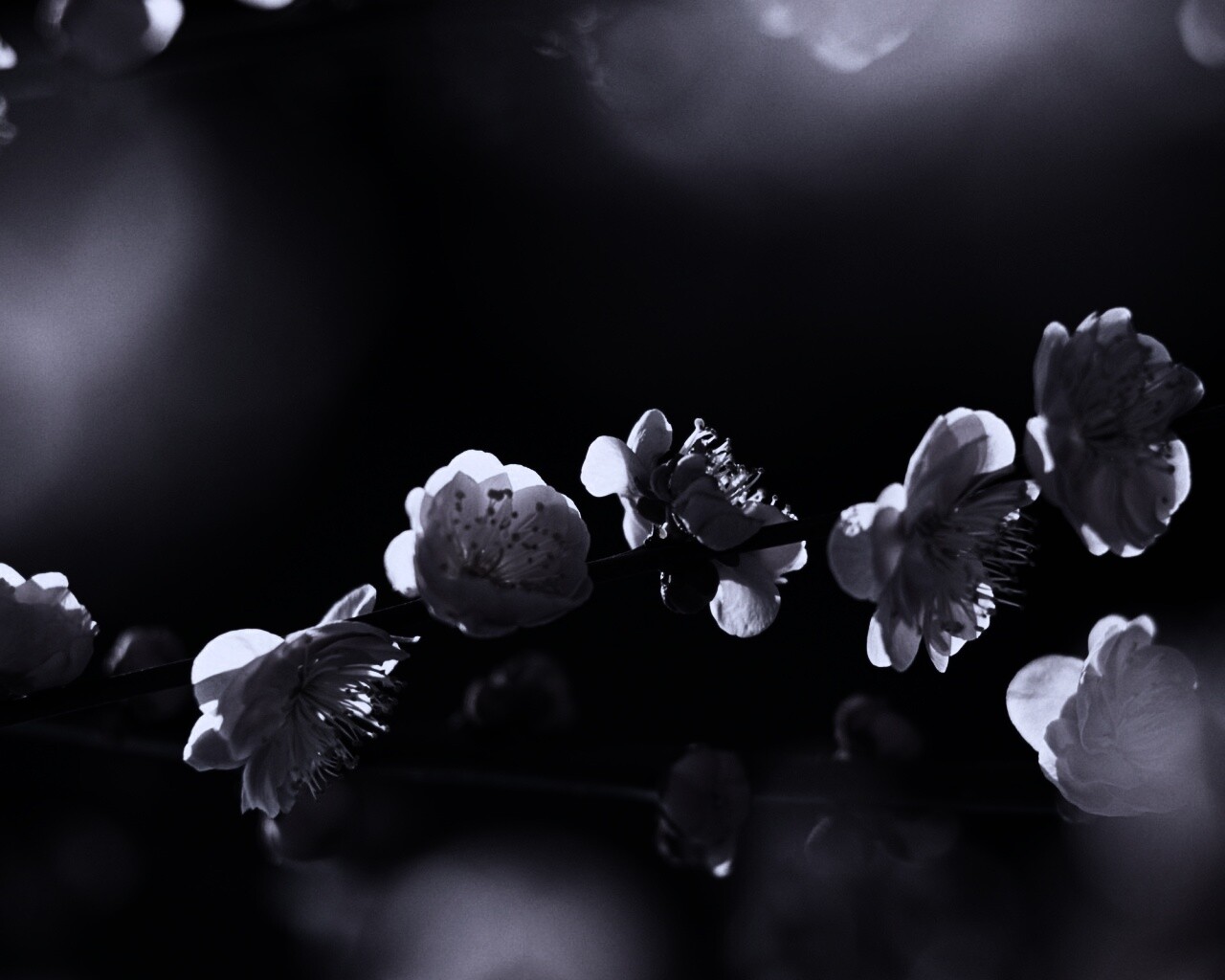 Цветущая вишня обои