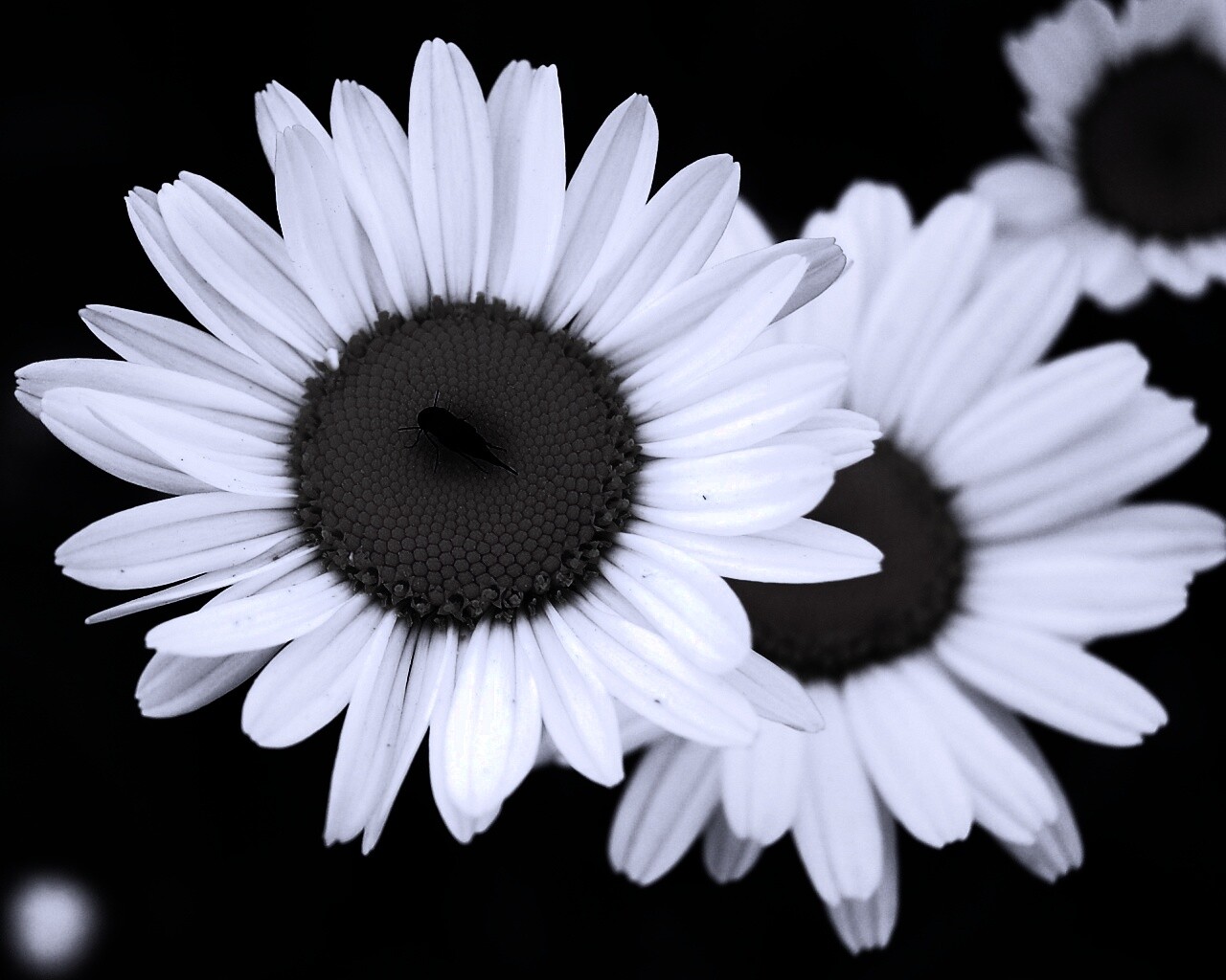 Ромашки обои