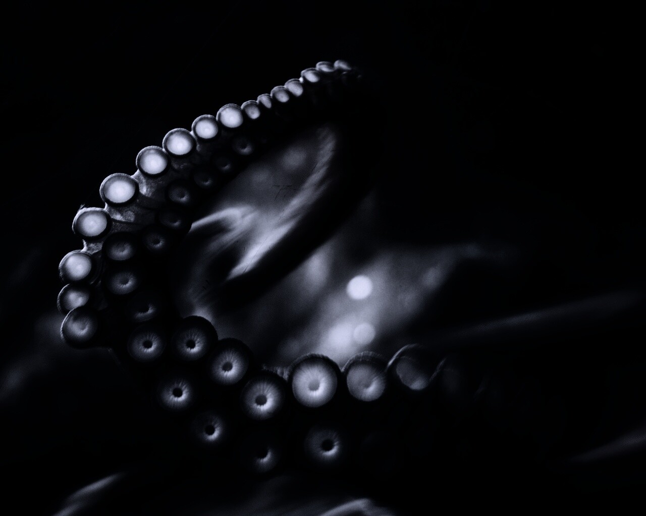 Щупальце обои