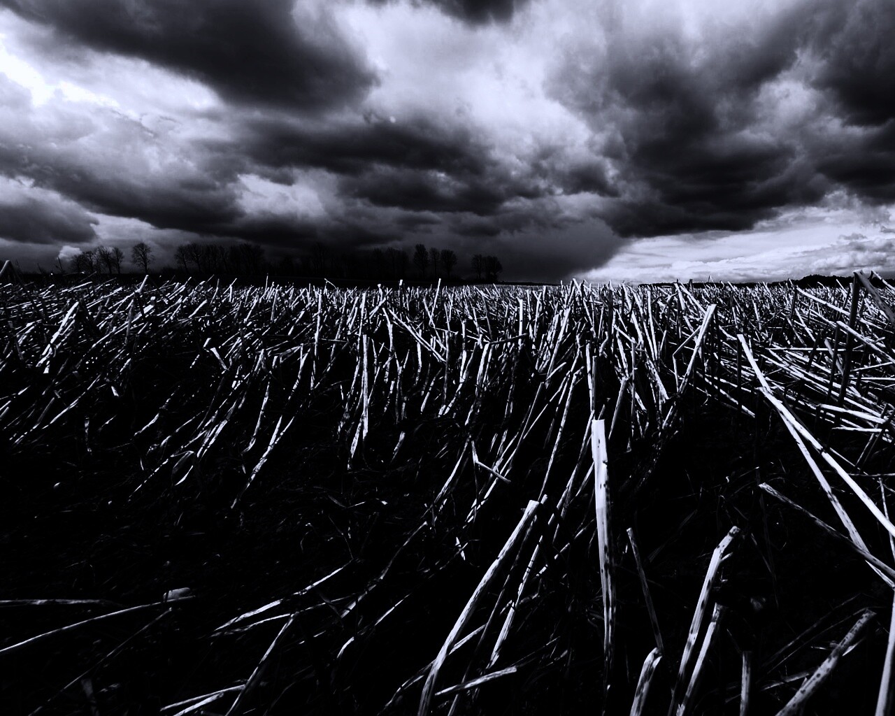 Убранное поле обои