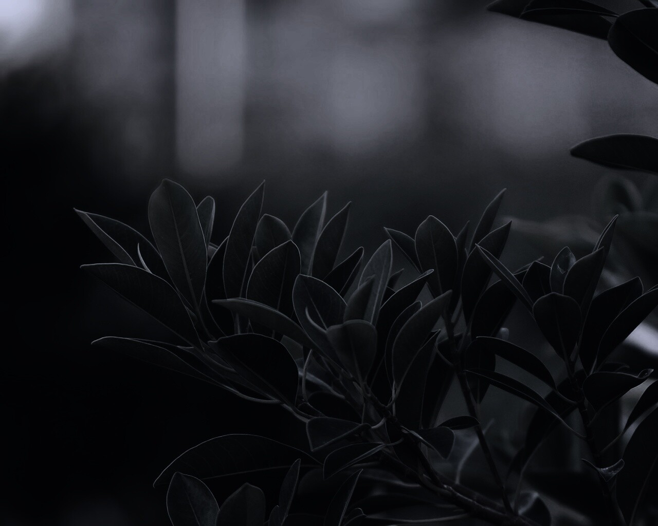 Листья обои