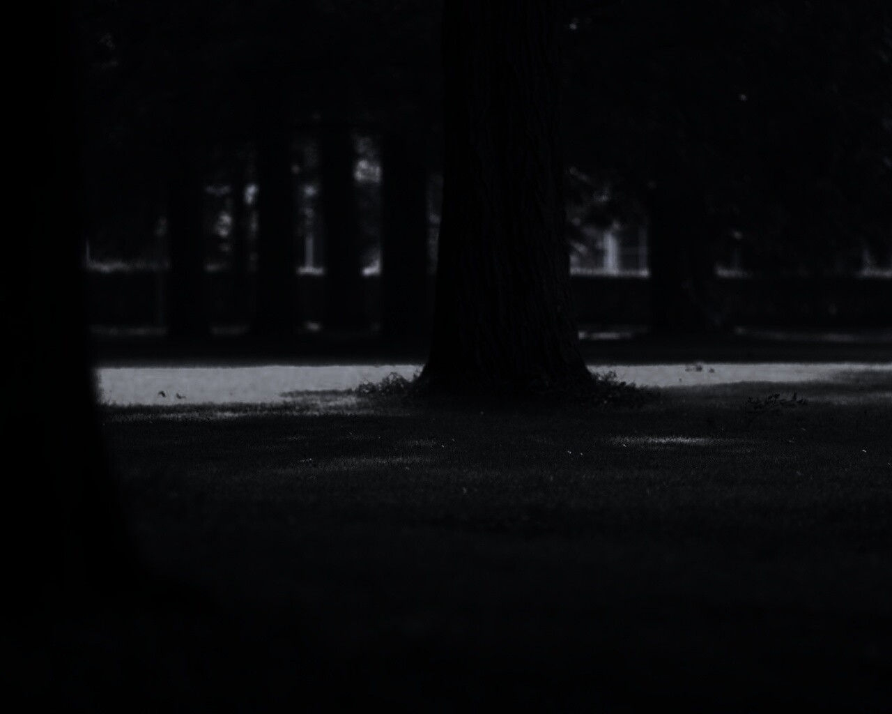 Ствол дерева обои