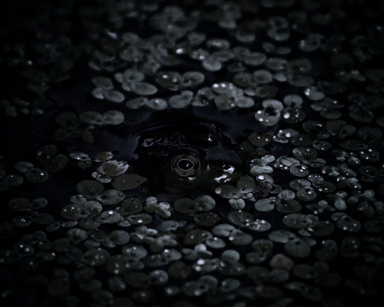 Маленькая лягушка обои