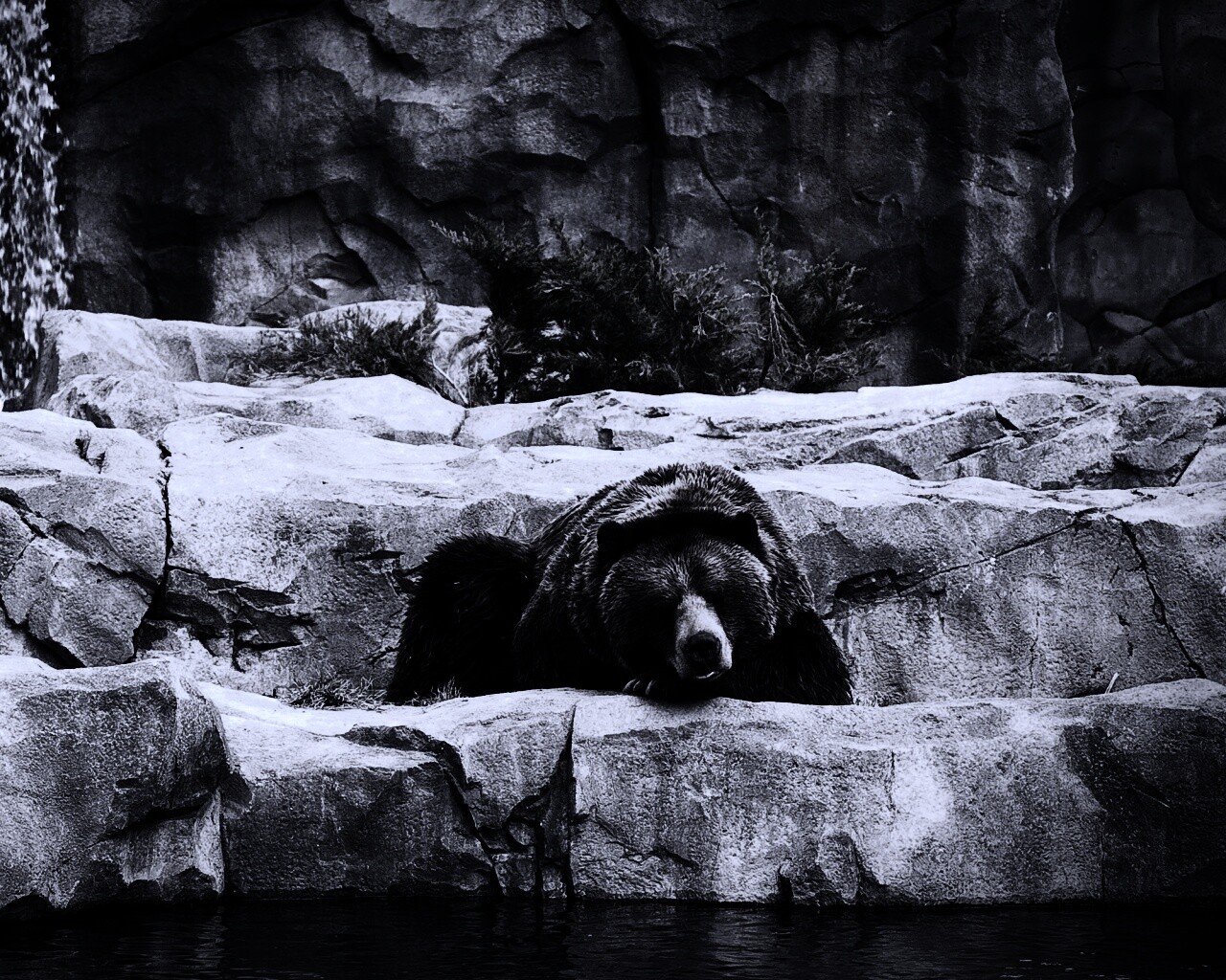 Медведь обои