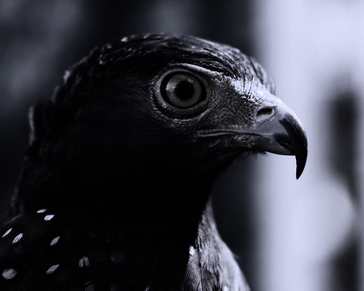 Взгляд орла обои