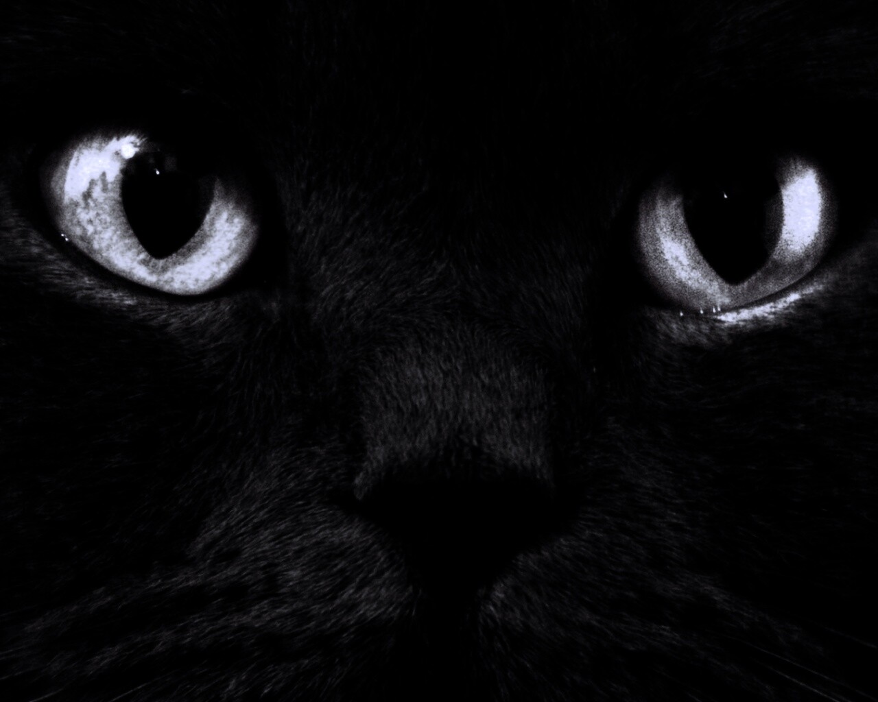 Черный кот с оранжевыми глазами обои