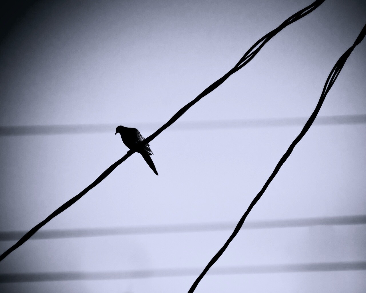 Птица на проводе обои