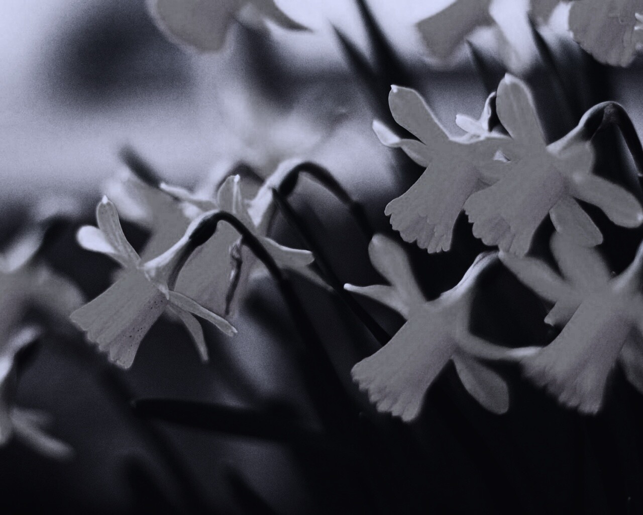 Нарциссы обои