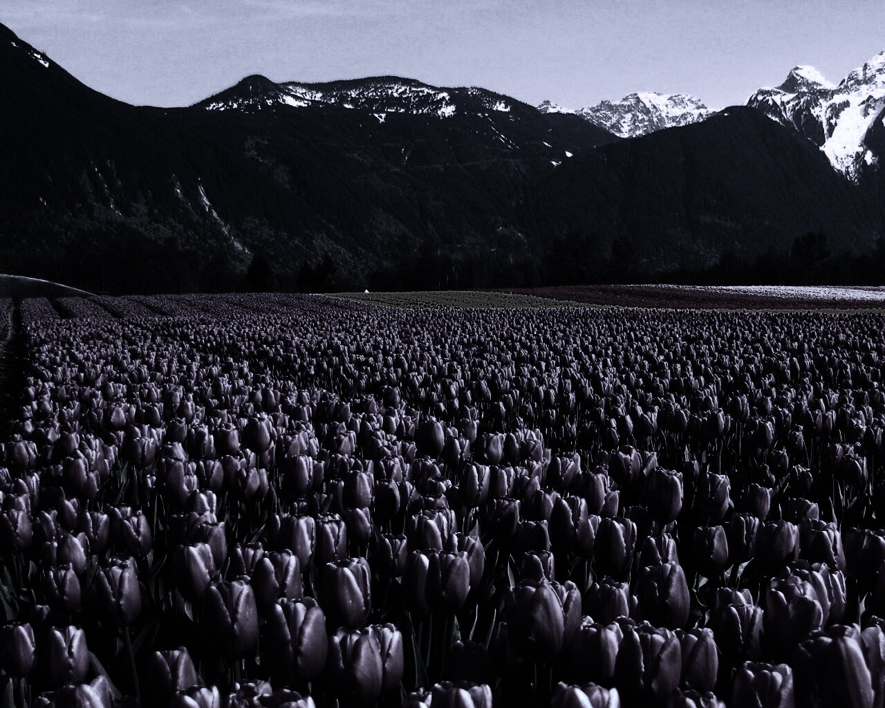 Поле тюльпанов обои