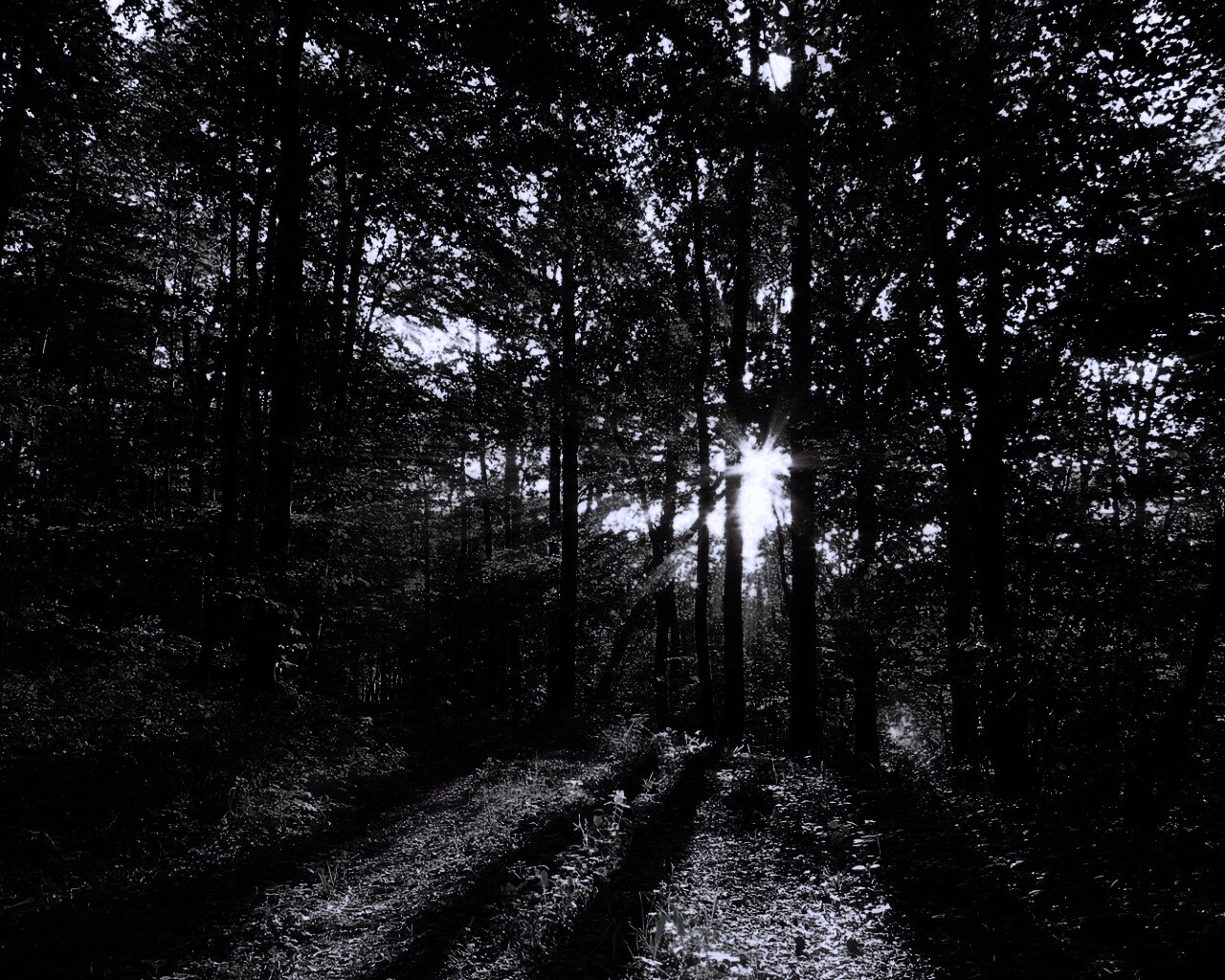 Свет сквозь деревья обои