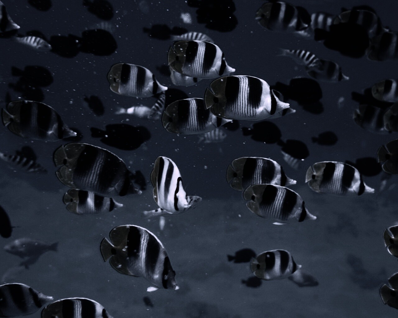 Косяк тропических рыбок обои