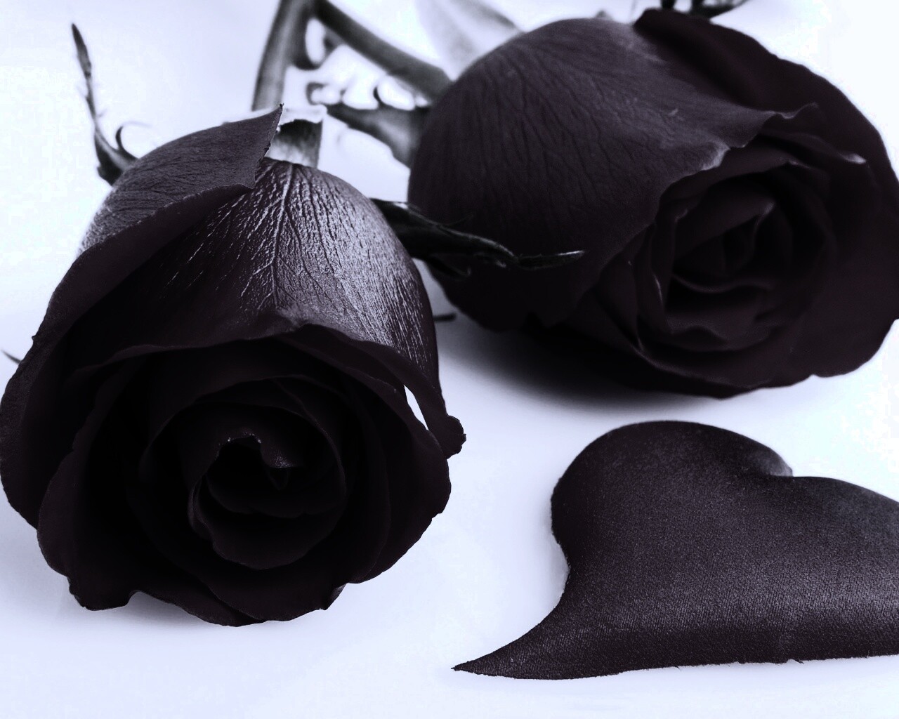 Две красные розы обои