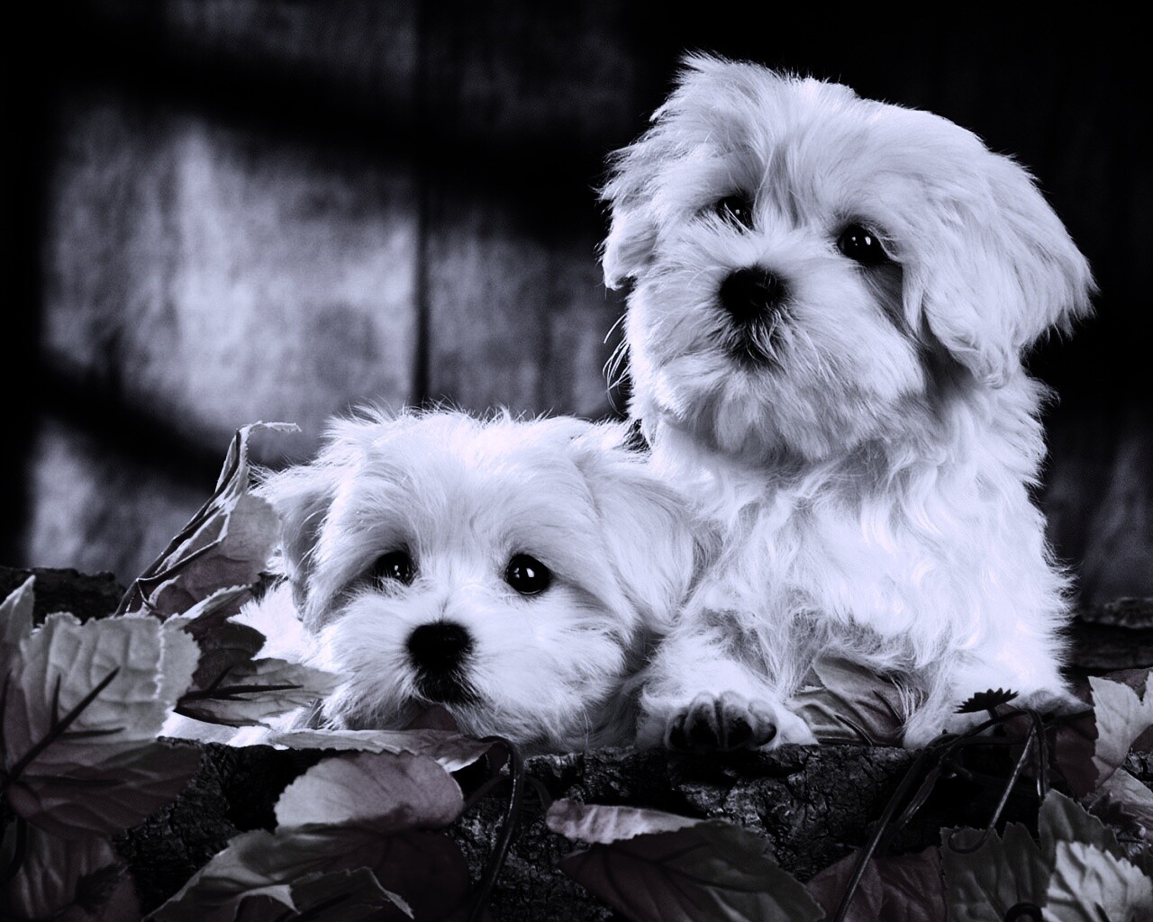 Два белых и пушистых пёсика  обои