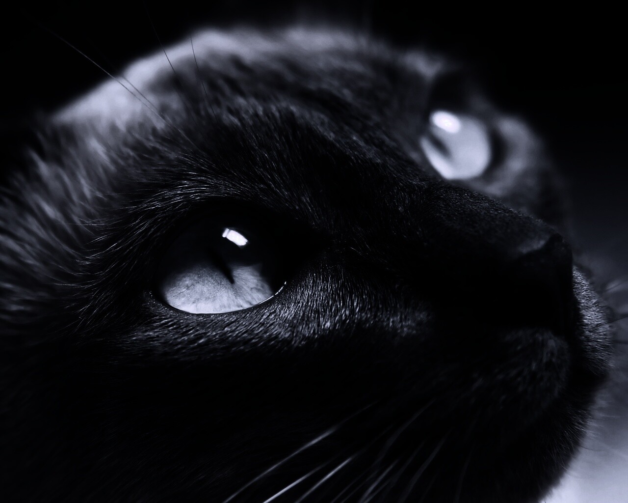 Кот с голубыми глазами обои