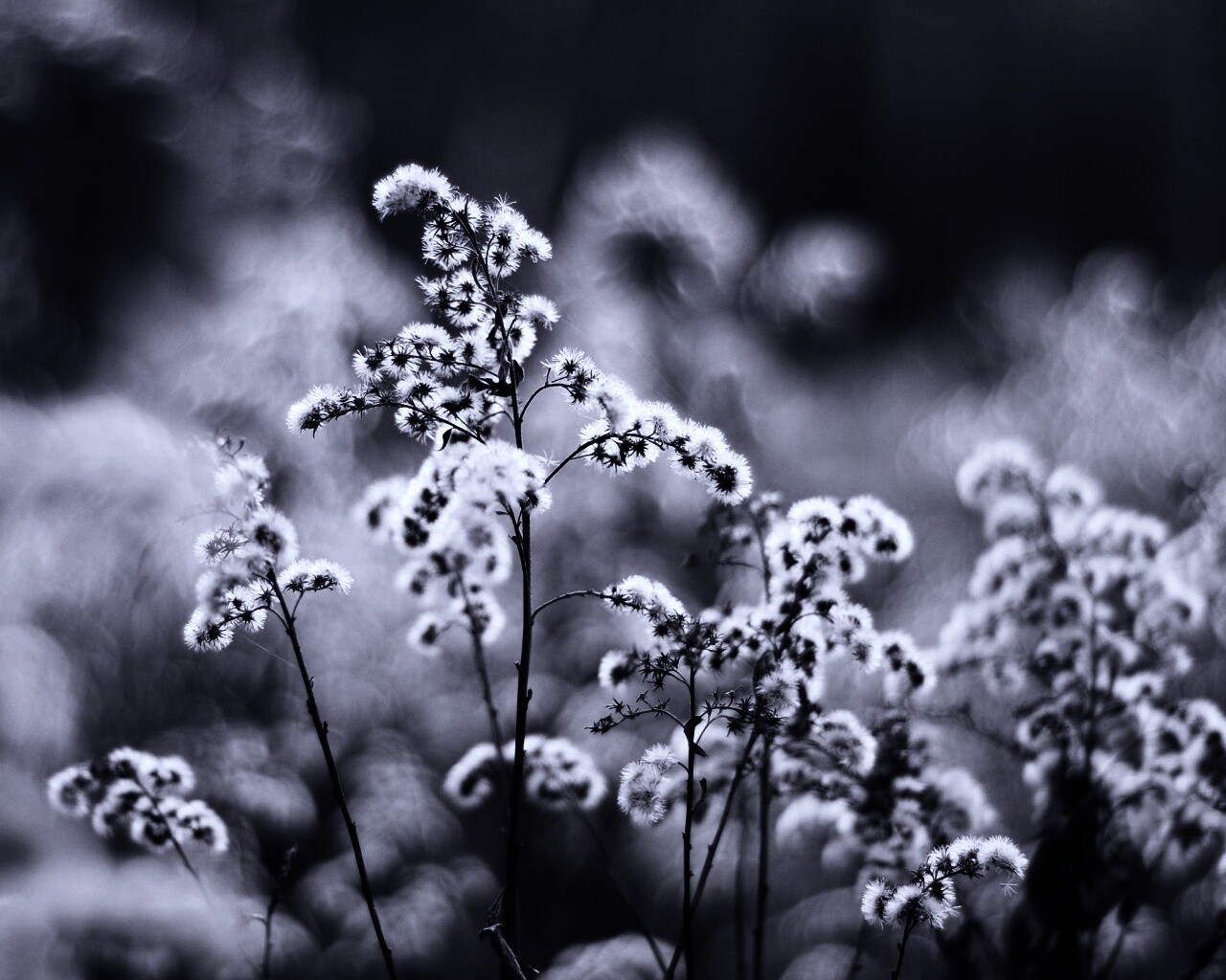 Сиреневые цветы обои