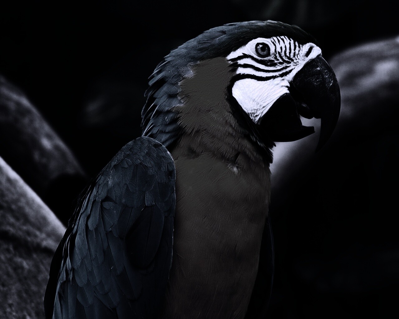 Разноцветынй попугай обои