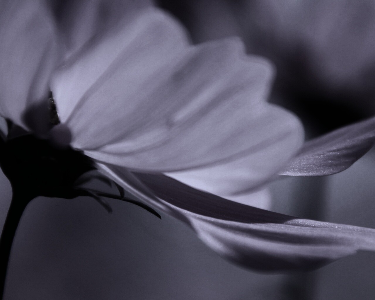 Розовый цветок обои