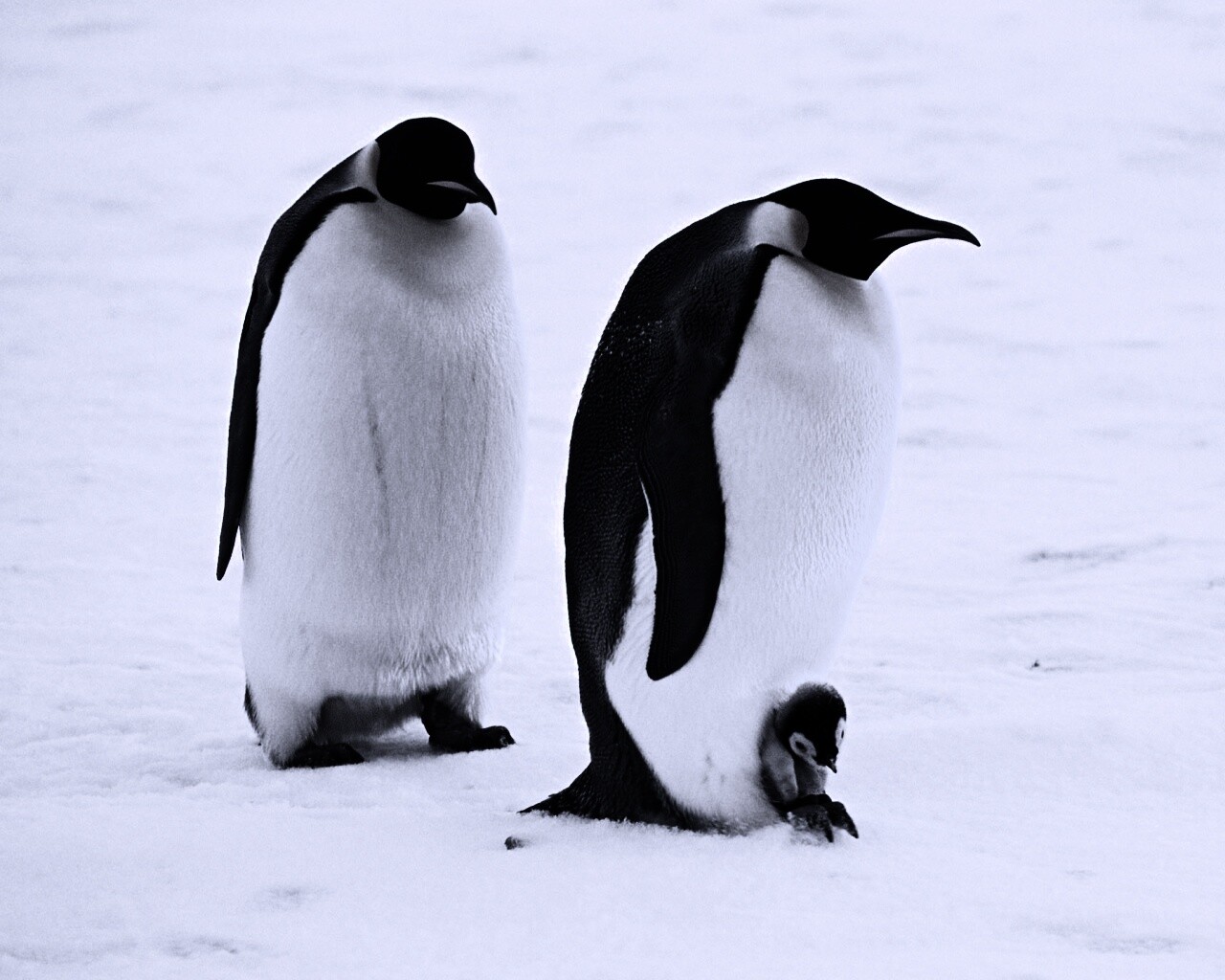 Семья пингвинов обои