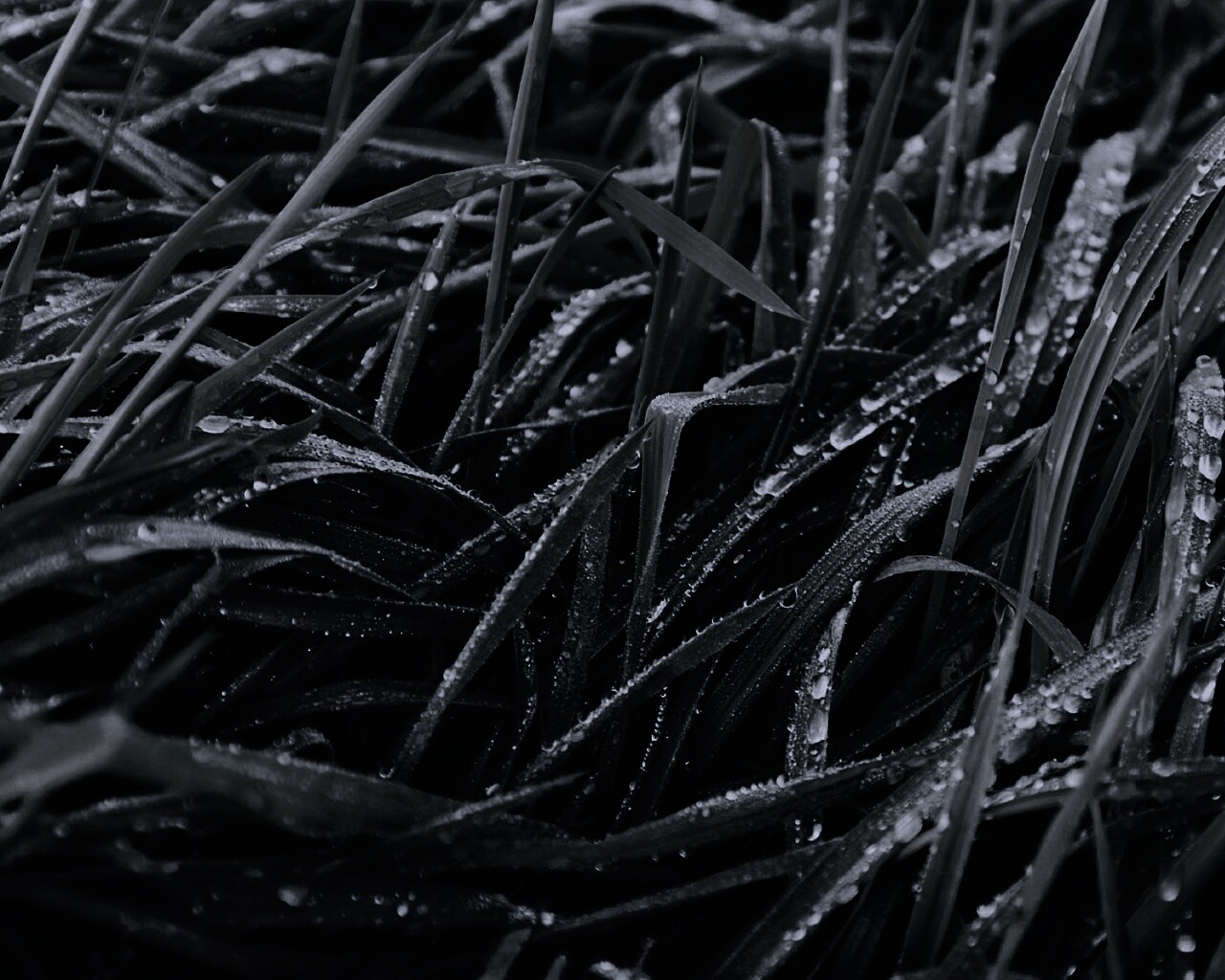 Роса на траве обои