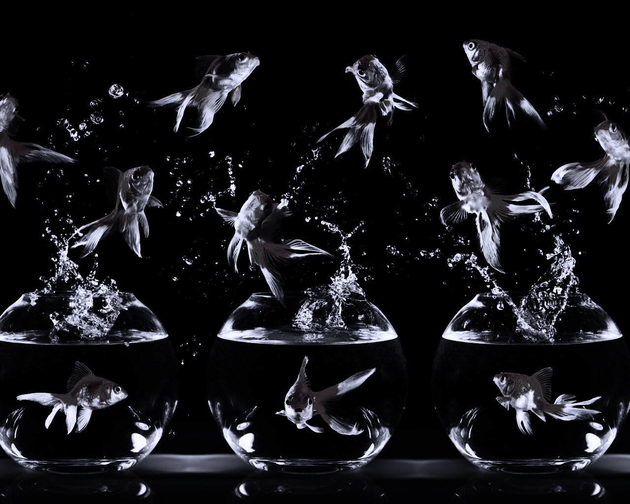 Аквариумы жонглируют рыбами обои