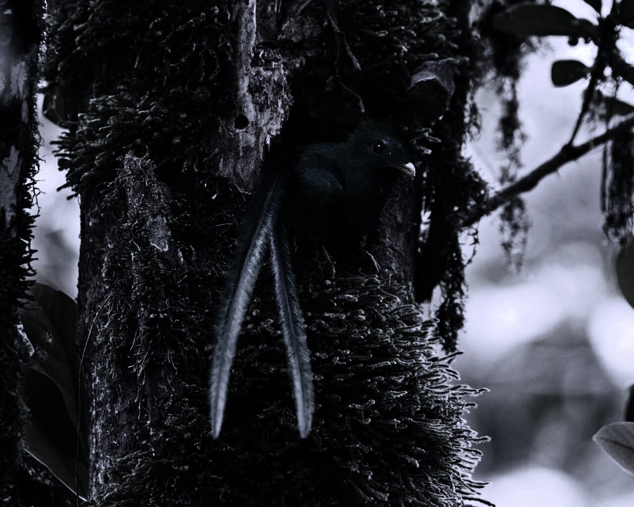 Райская птица в дупле обои