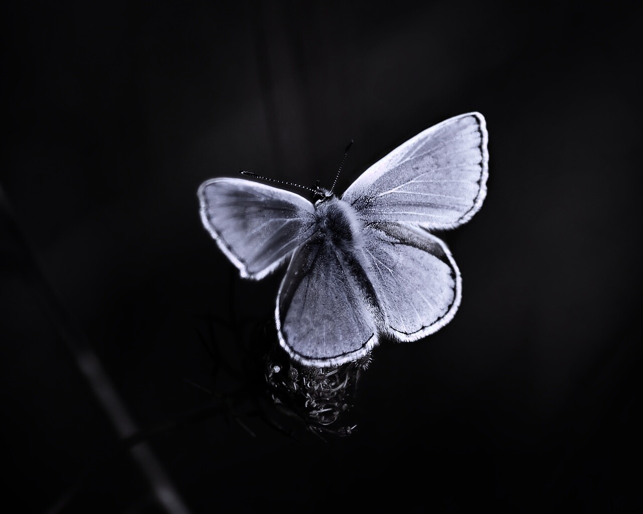 Бабочка с фиолетовыми крыльями обои