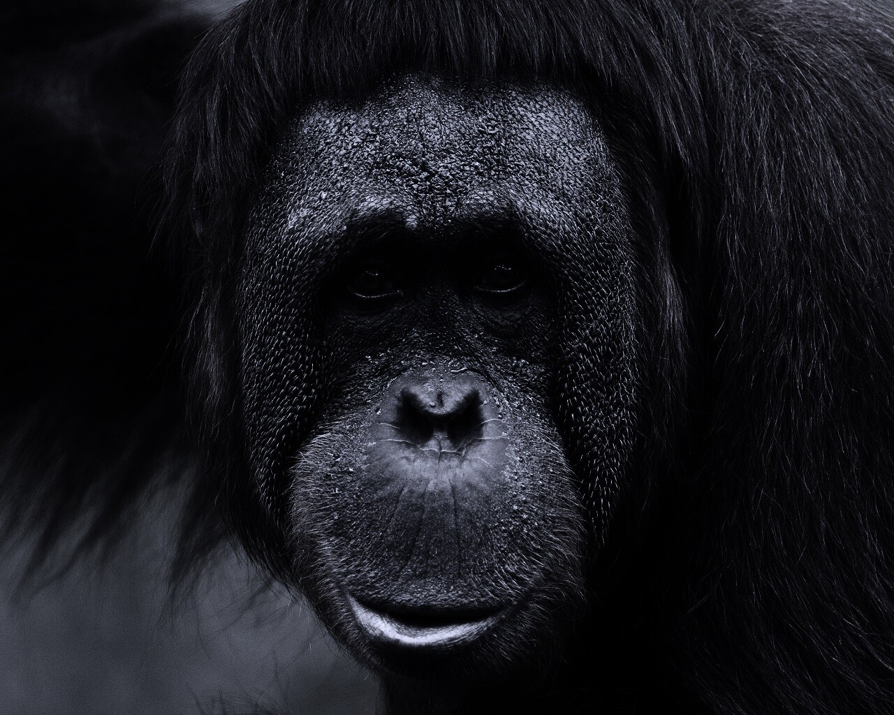 Орангутан обои