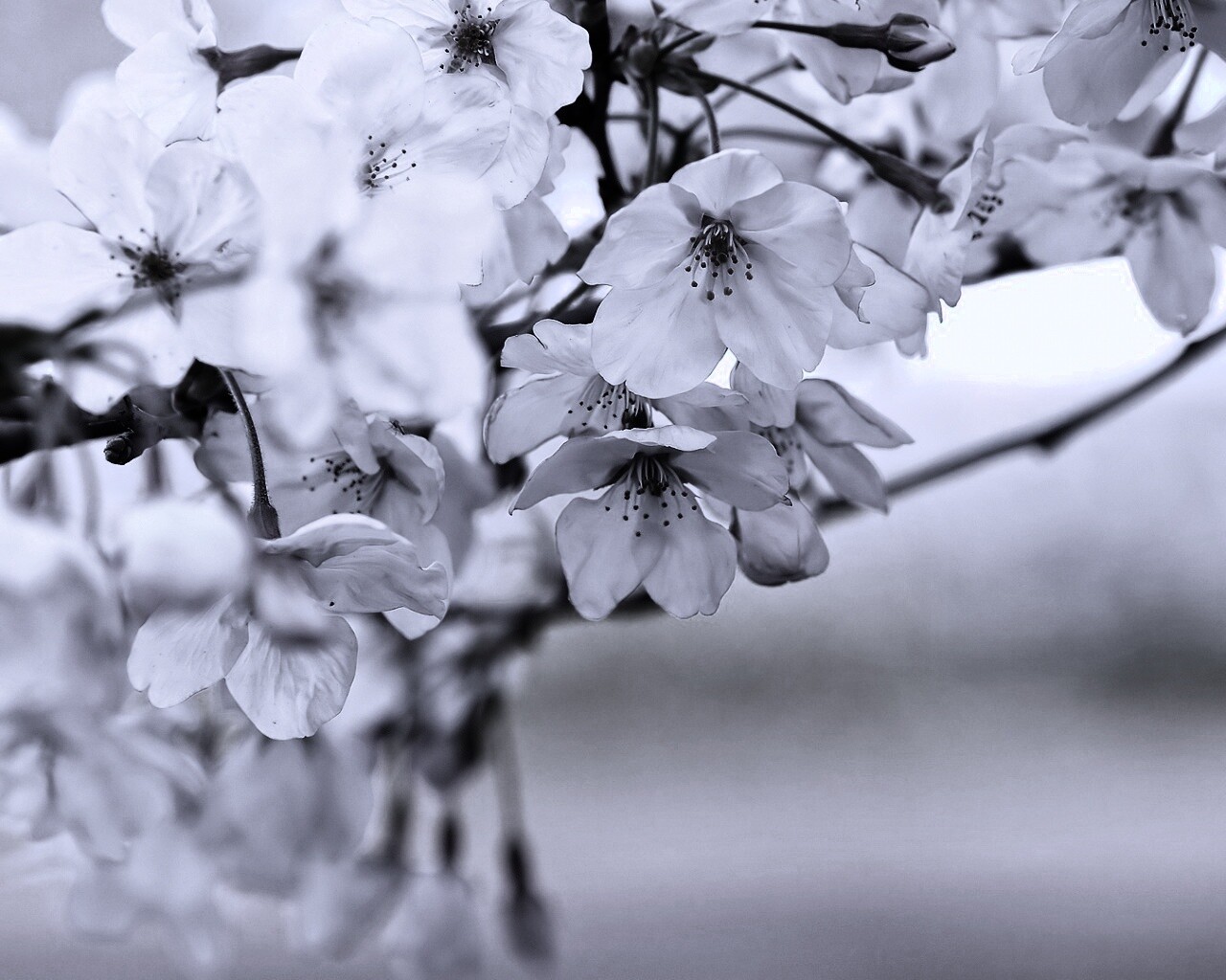 Цветение вишни обои