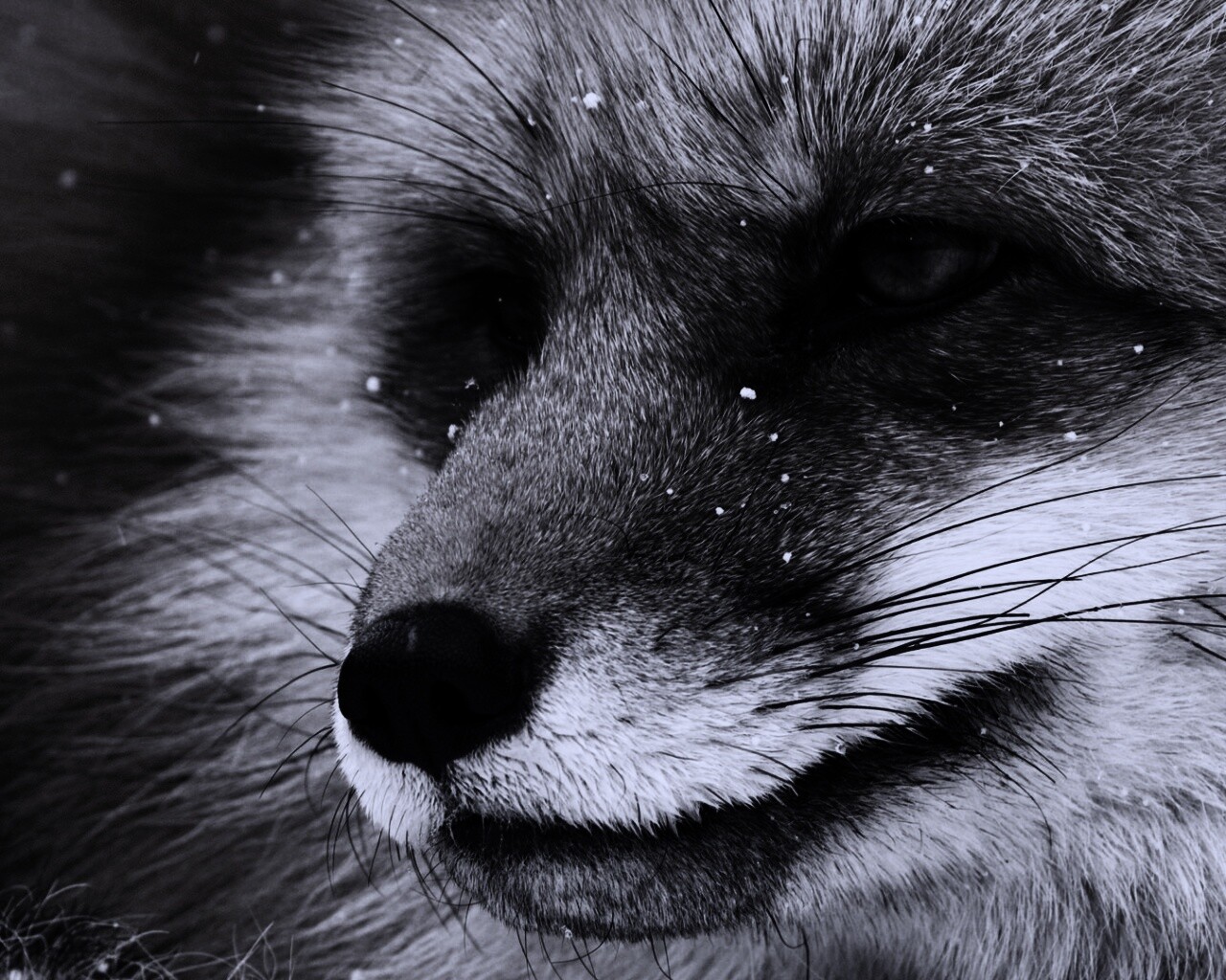 Морда рыжей лисы обои