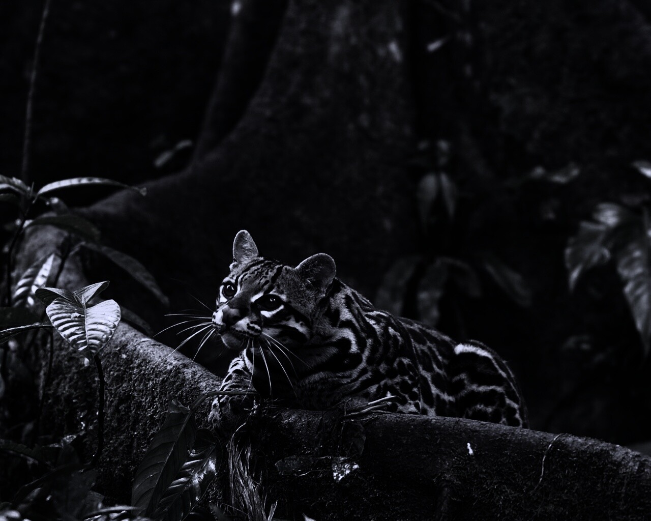 Оцелот обои