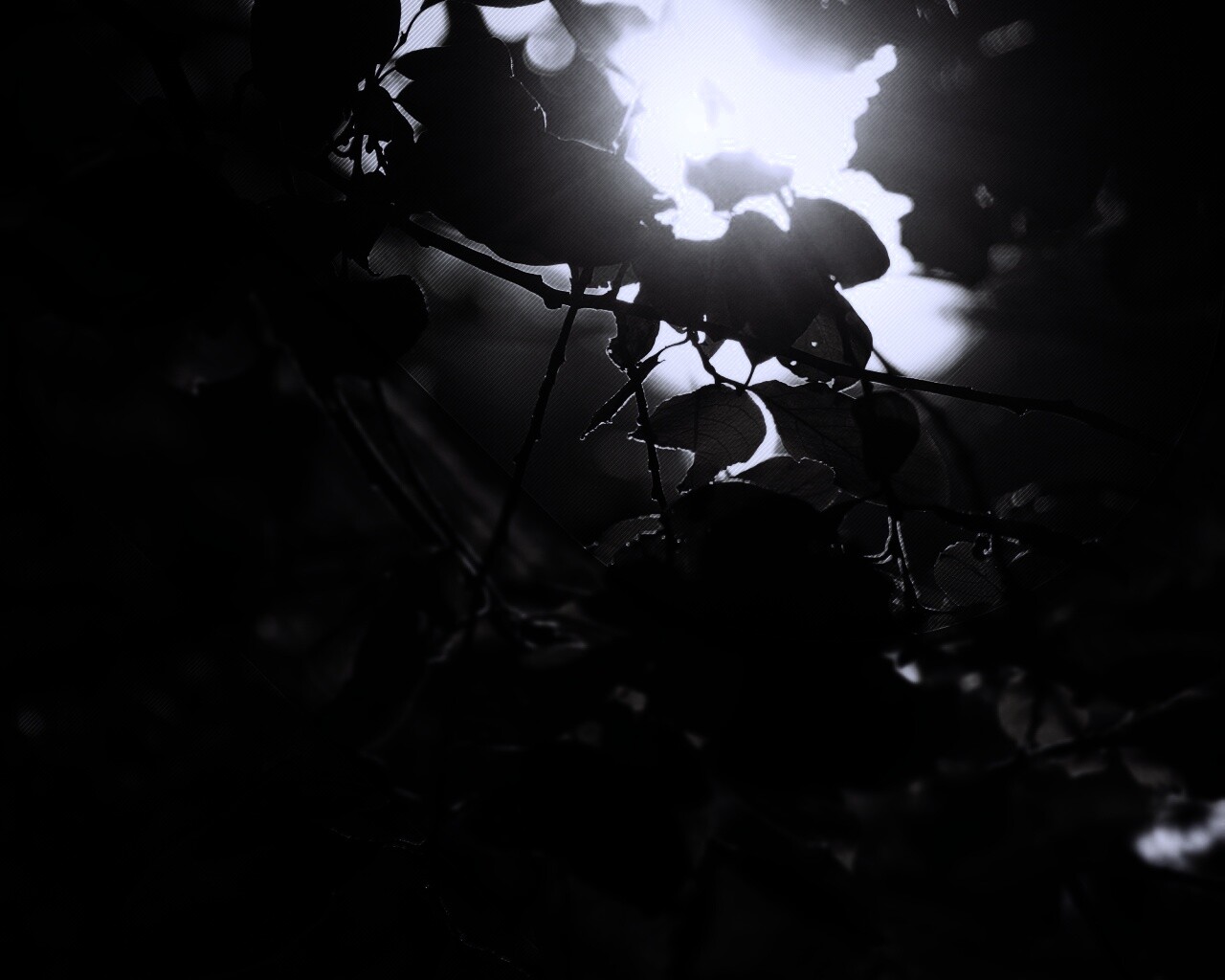 Солнце пробивается сквозь листву обои