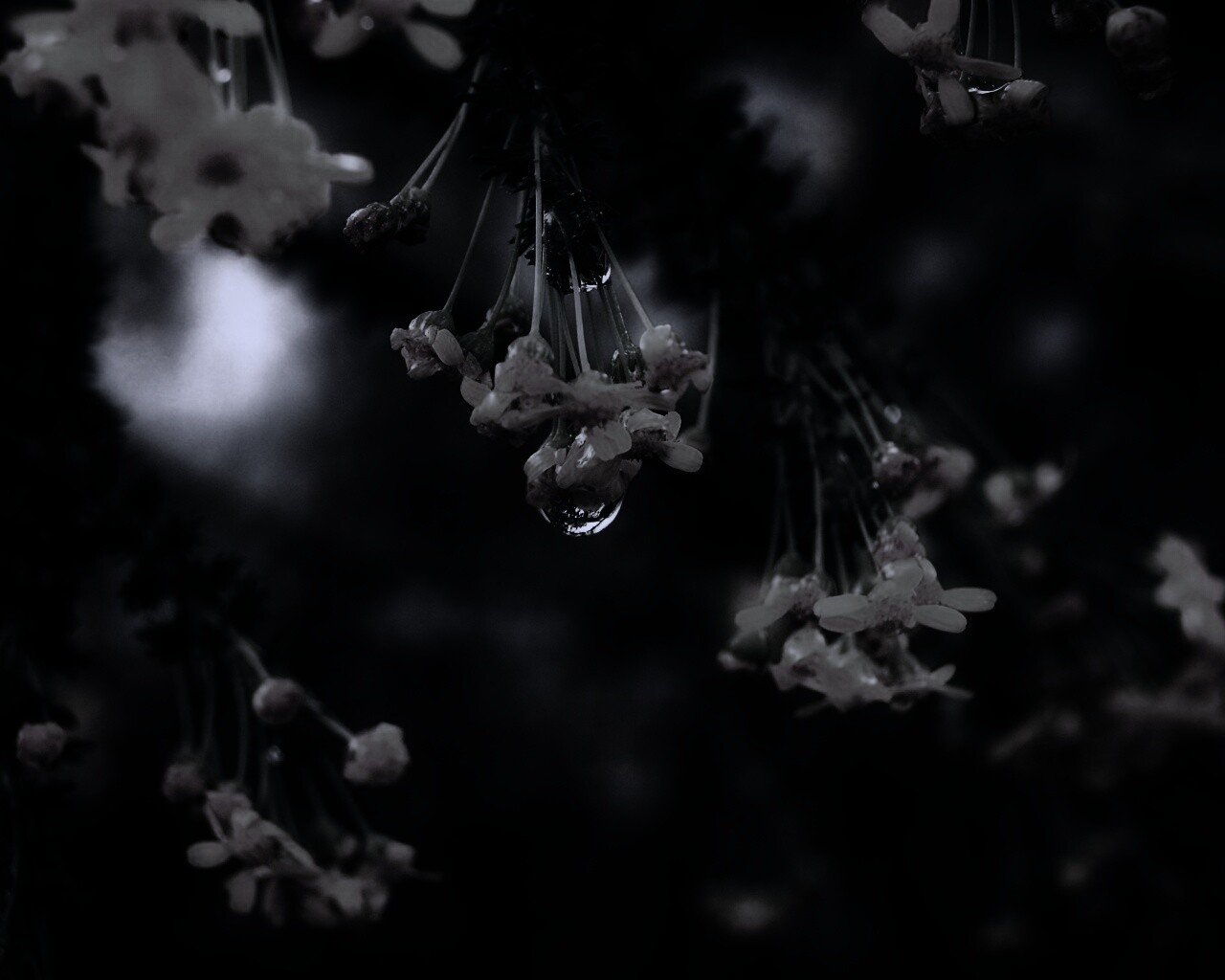 Жёлтые цветочки на ветке обои