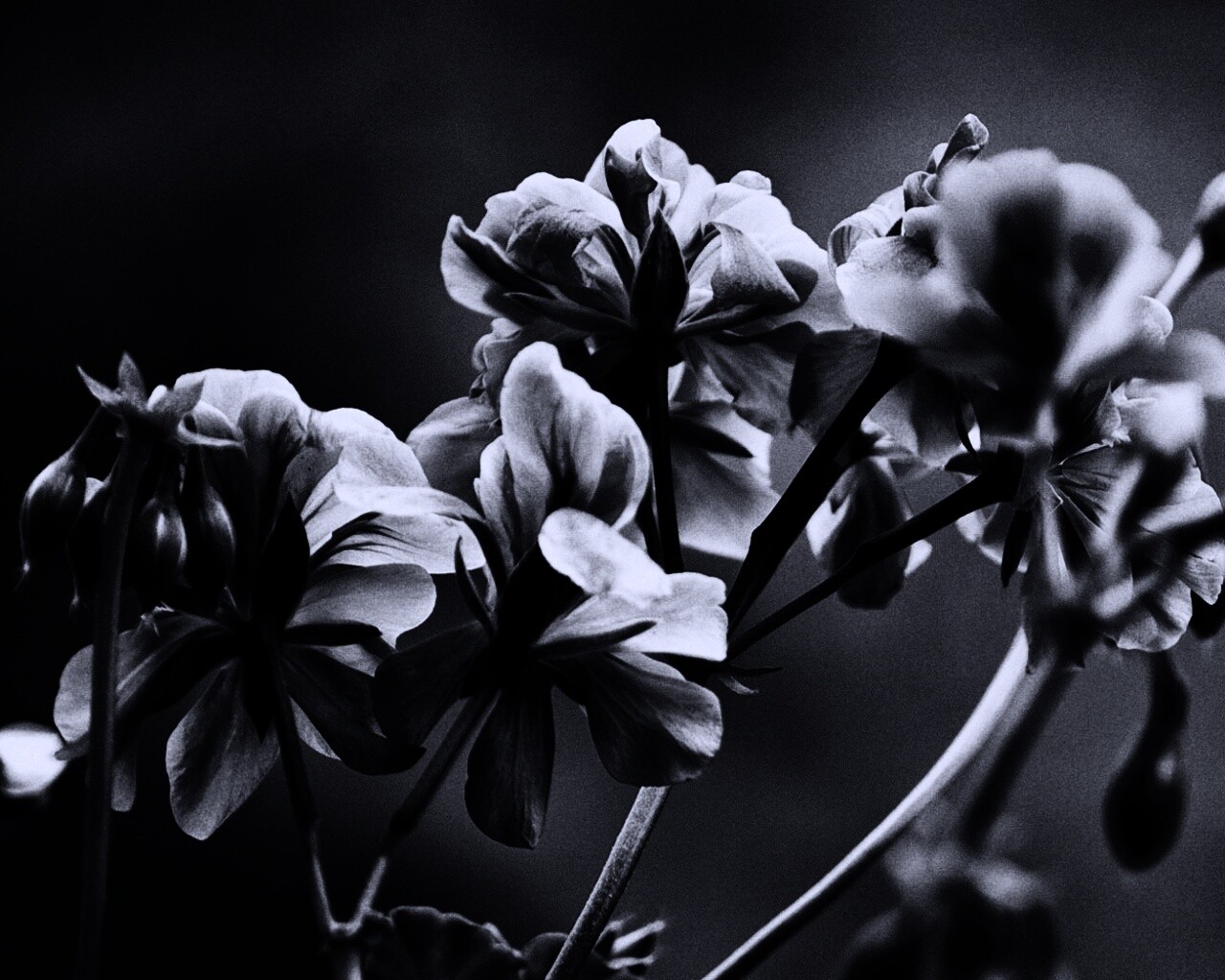 Чёрно-белое фото цветов обои