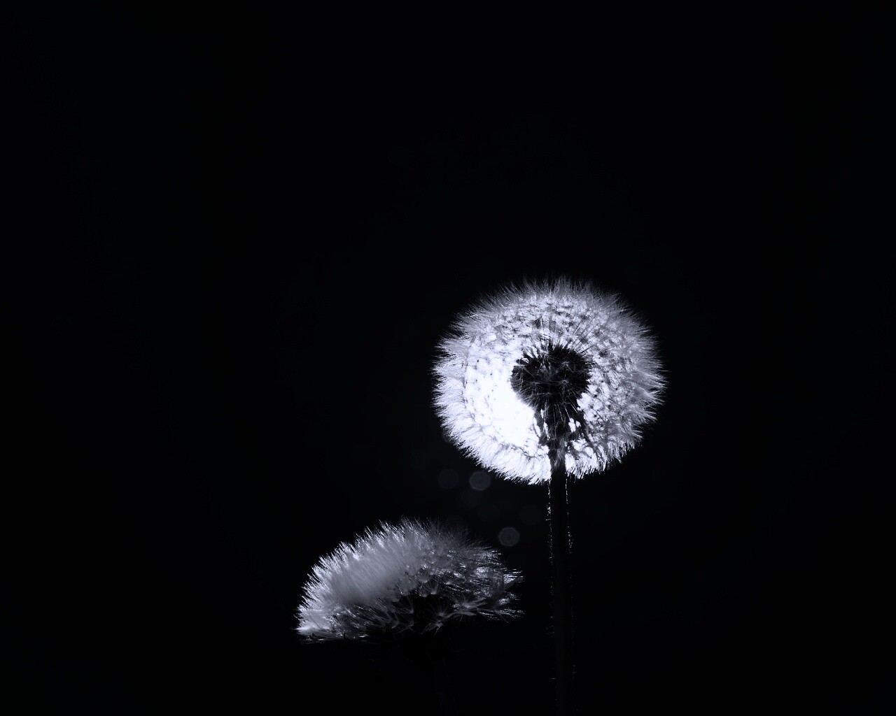 Два одуванчика обои