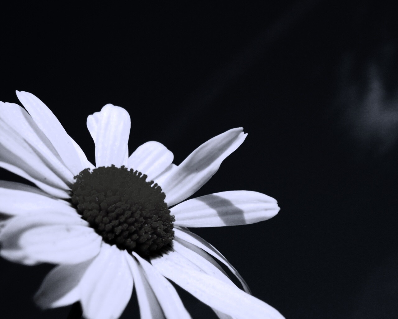 Ромашка на фоне синего неба обои