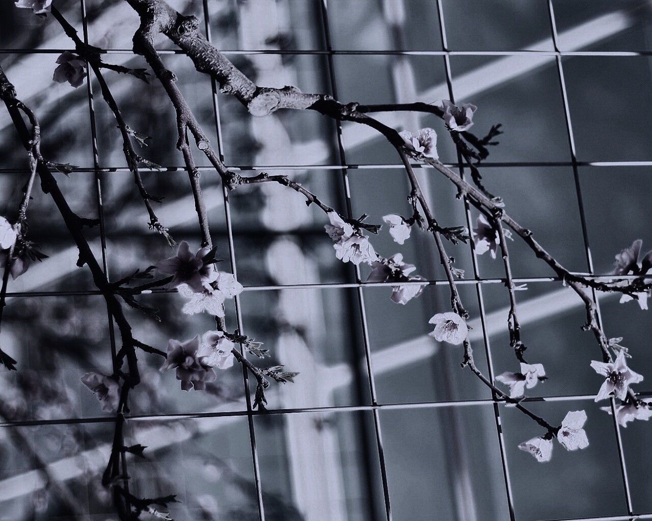 Ветка за сеткой обои