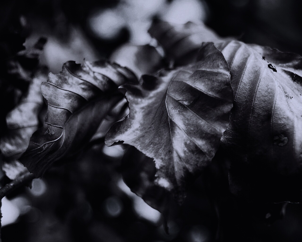 Засохший лист обои