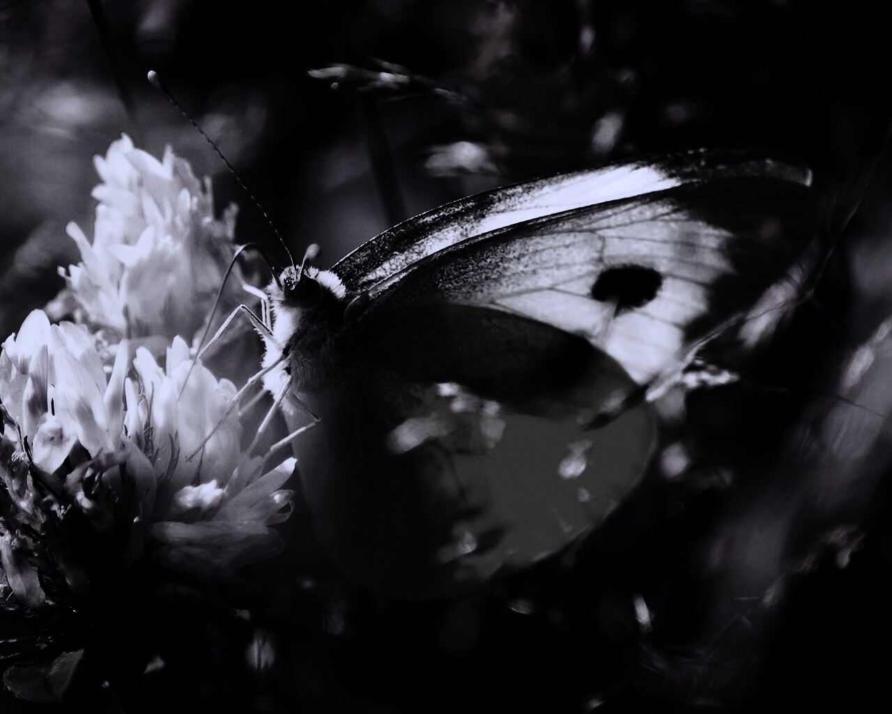 Бабочка на цветке обои