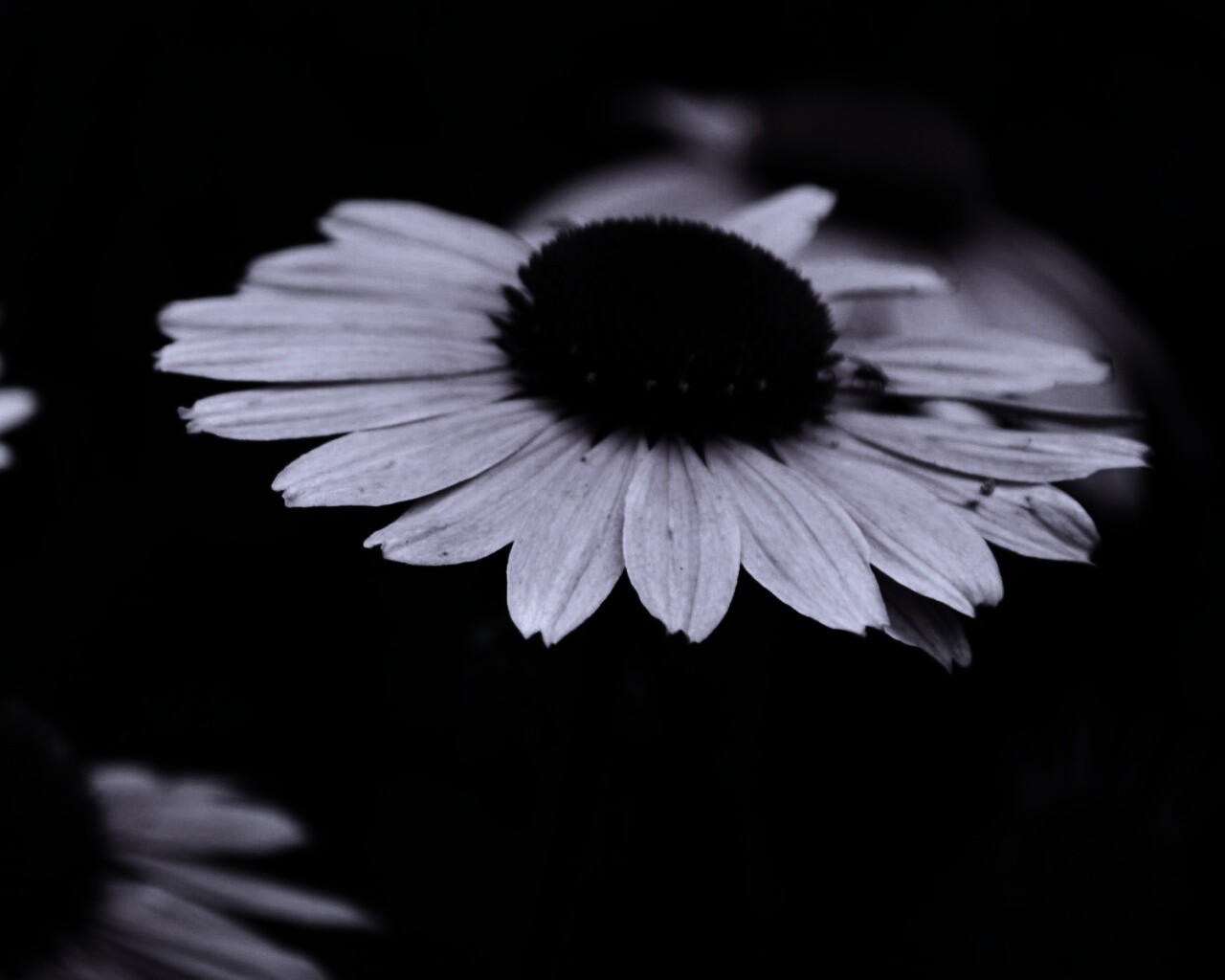 Розовый цветок обои