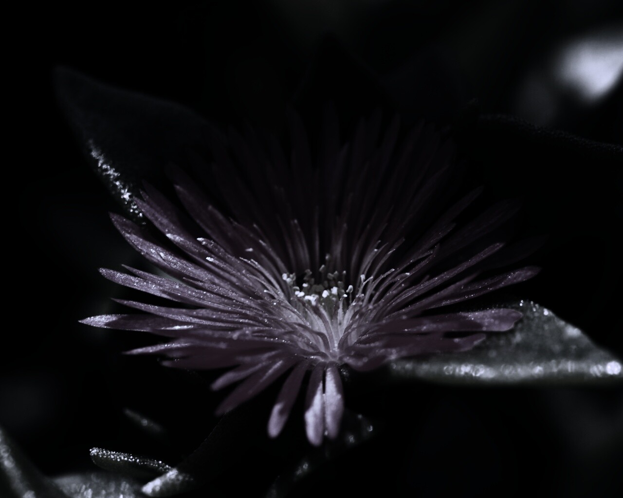 Чудесный цветок обои