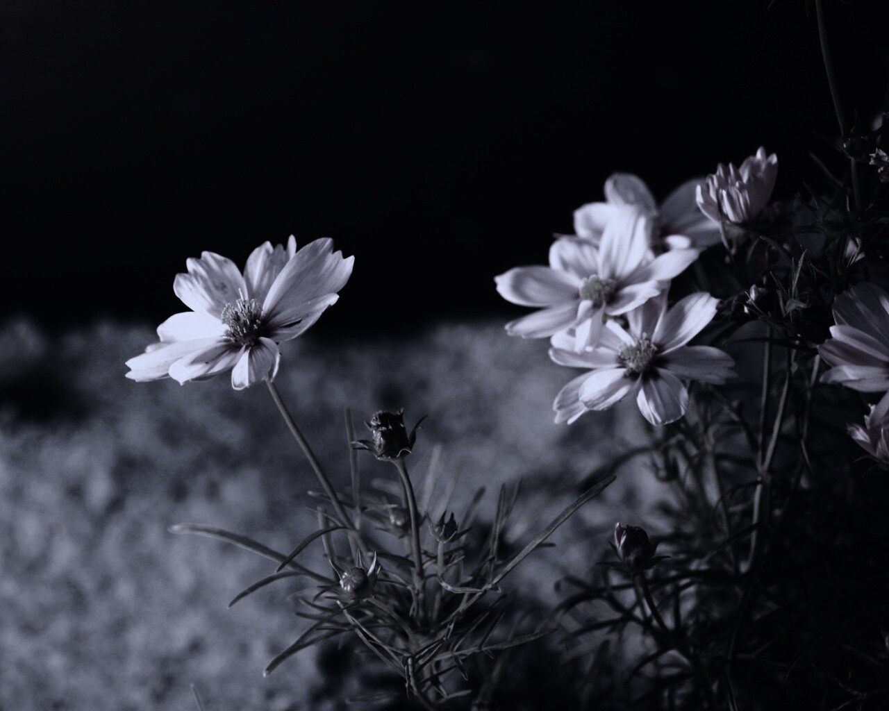 Полевой цветок обои