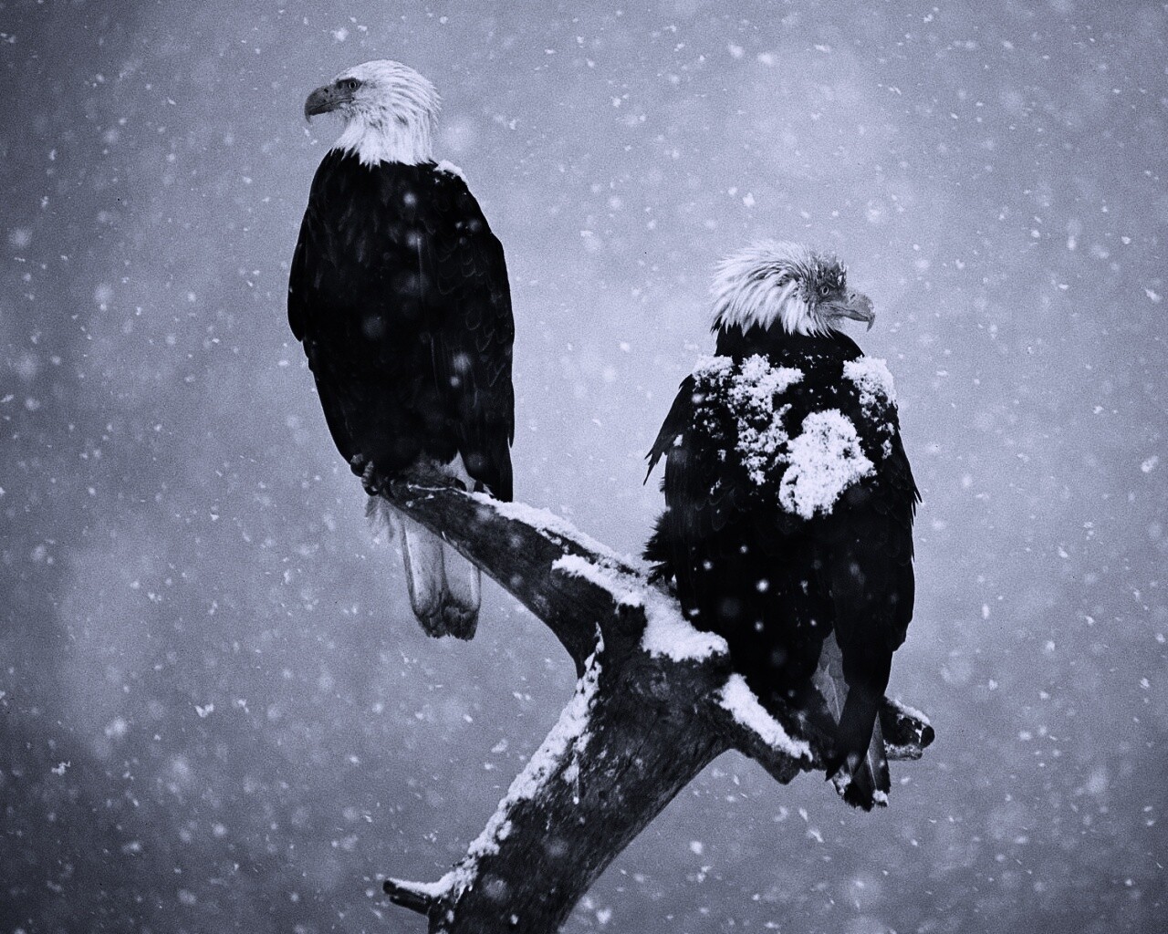 Орлы на ветке в снегопад обои